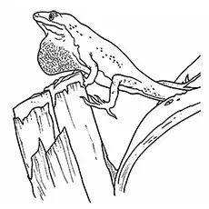 Skin-hanging lizard coloring page