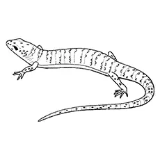 The scaly lizard coloring page