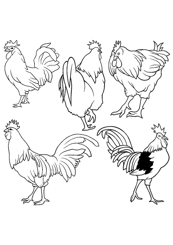 The-Many-Roosters