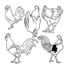 A group of rooster coloring page