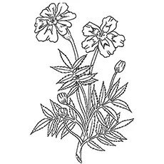 Marigold flower coloring page_image