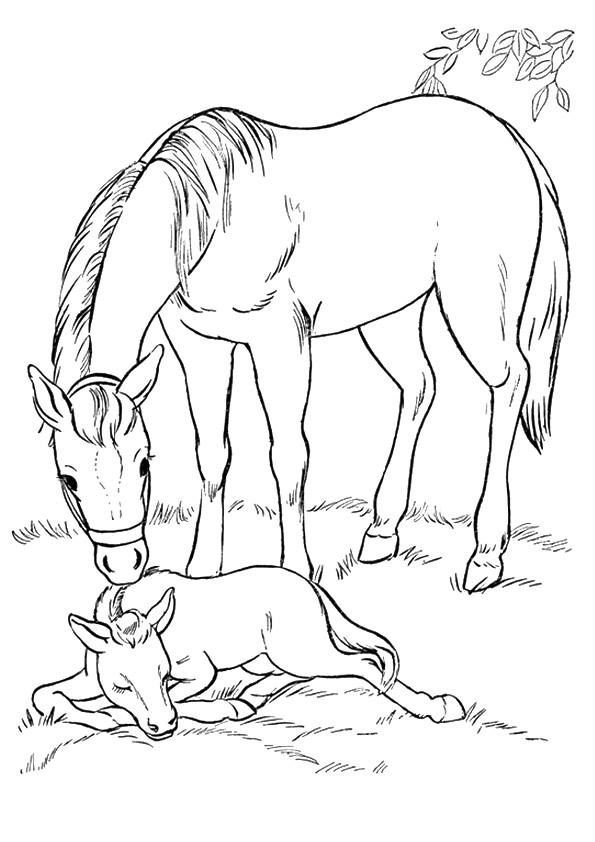 The-Momma-Horse-With-Her-Foal