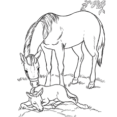 Foal and momma horse coloring page