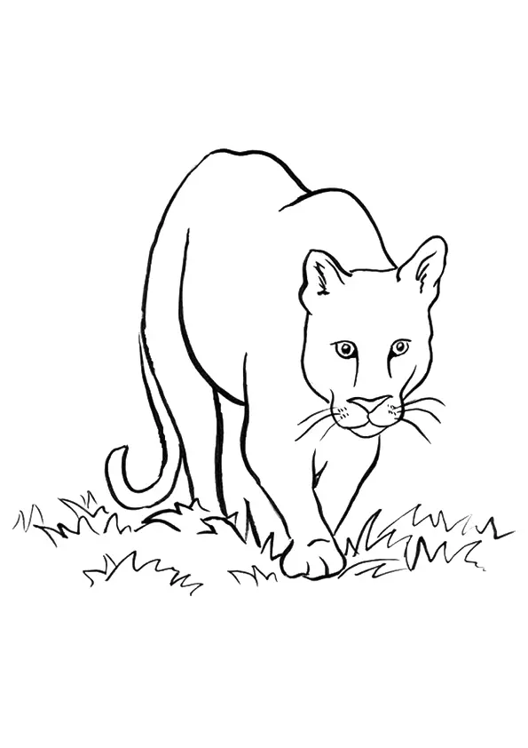 The-Mountain-Lion