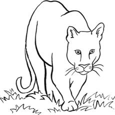 coloring pages of mountain lions