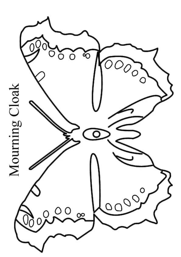 The-Mourning-Cloak-Butterfly