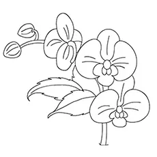 Orchid flowers coloring page_image