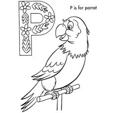 The-P-For-Parrot