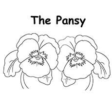 The Pansy