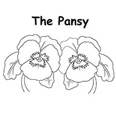 Pansy flowers coloring page