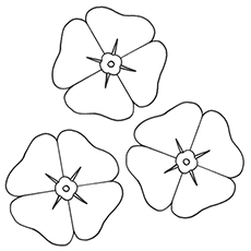 Poppy flowers coloring page