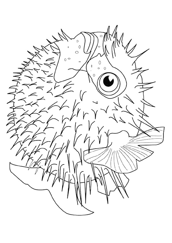 The-Puffer-Fish