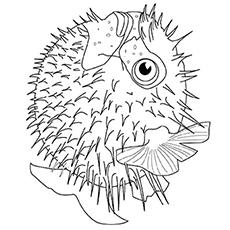 Top 25 Free Printable Fish Coloring Pages Online