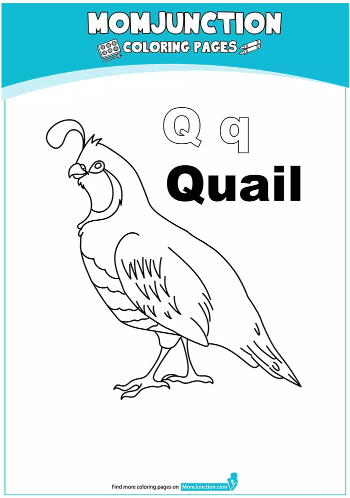 The-Q-For-Quail-16