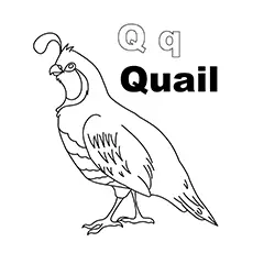 Quail, letter Q coloring page