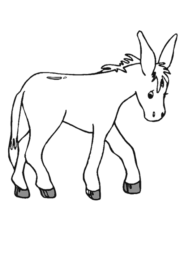 The-Roaming-Donkey