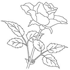 The Rose Coloring Pages