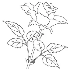 Rose flower coloring page