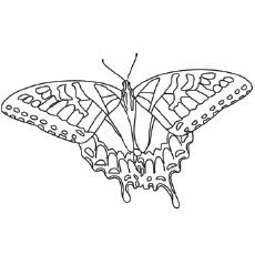 Tiger Swallowtail Butterfly coloring page