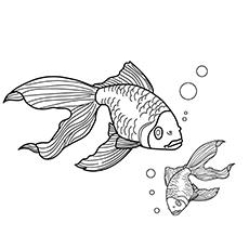 Tropical fish coloring page