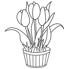 Tulip flowers coloring page