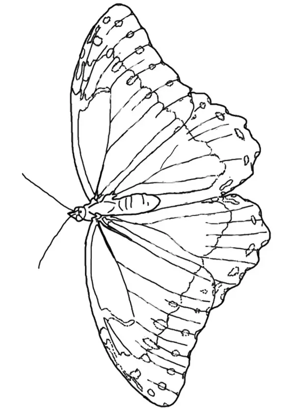 The-West-Coast-Lady-Butterfly