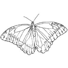 painted lady butterfly coloring page