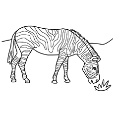 The Zebra Grazing coloring page