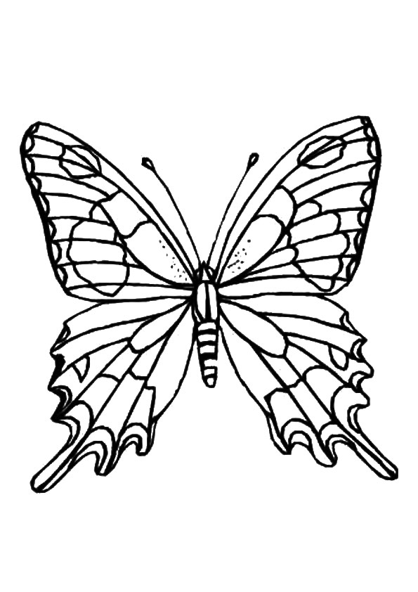 The-Zebra-Swallowtail-Butterfly