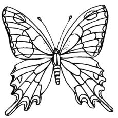 Coloring Pages For Butterflies : Butterflies Free Printable Coloring Pages For Kids