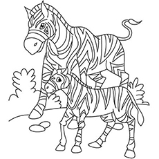 The Zebra With Her Baby coloring page