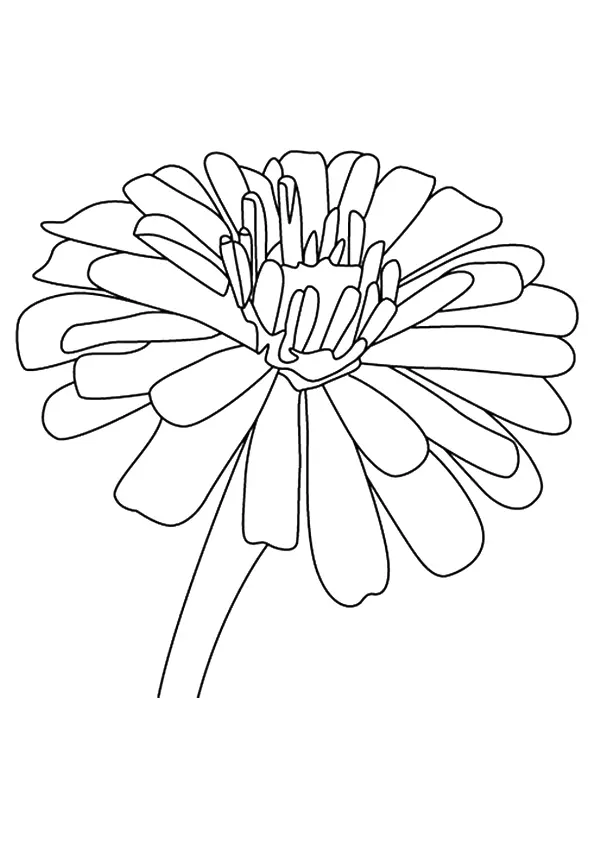 The-Zinnia