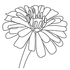 Zinnia flower coloring page