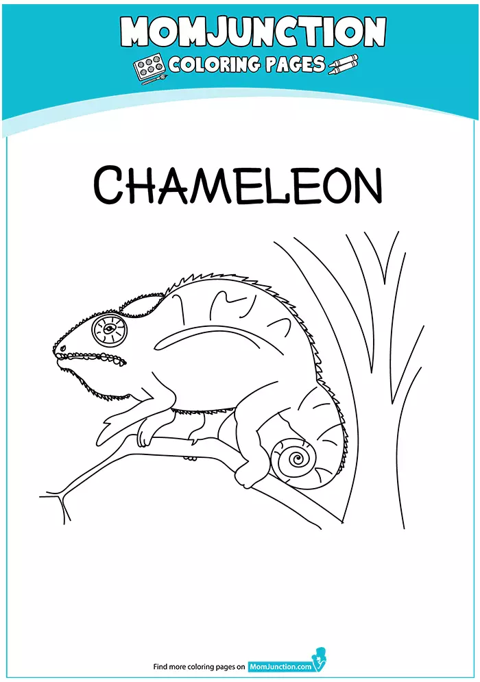 The-a-simple-small-chameleon-16