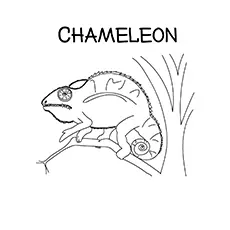 Small chameleon coloring page