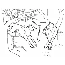 Two wolves coloring page