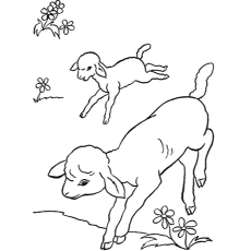 Lambs in farm coloring page