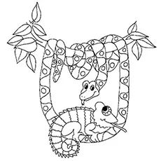 Snake and chameleon coloring page