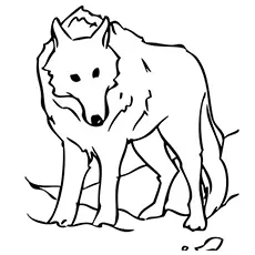Wolf standing coloring page