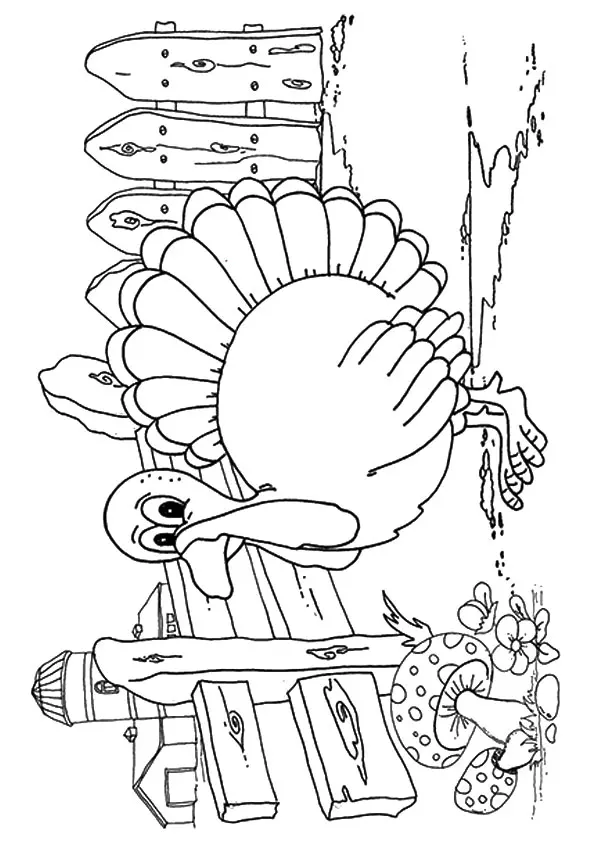 The-turkey-at-its-farm