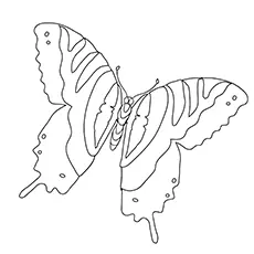Tiger Swallowtail Butterfly coloring page