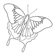 Ulysses-Butterfly-17