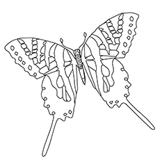 Zebra Swallowtail Species, Butterfly coloring page
