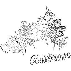 Autumn leaves set Fall coloring page