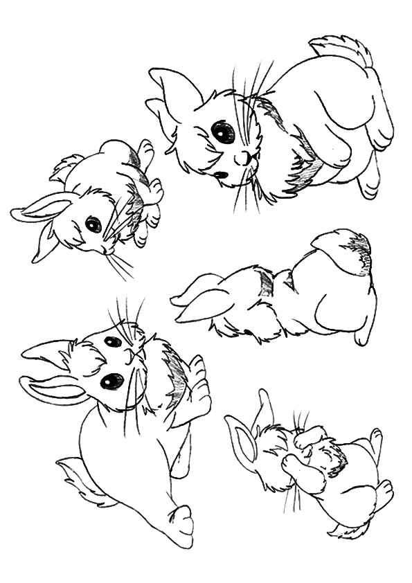 the-bunnies-in-different-postures