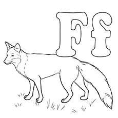 字母F Fox coloring page