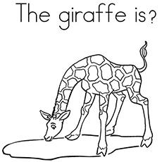 A-Giraffe-Is