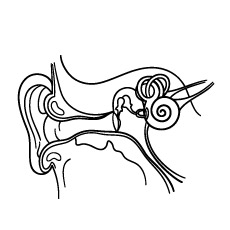 The Ear Anatomy Coloring Pages