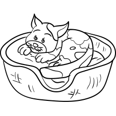 Cat-in-a-Basket