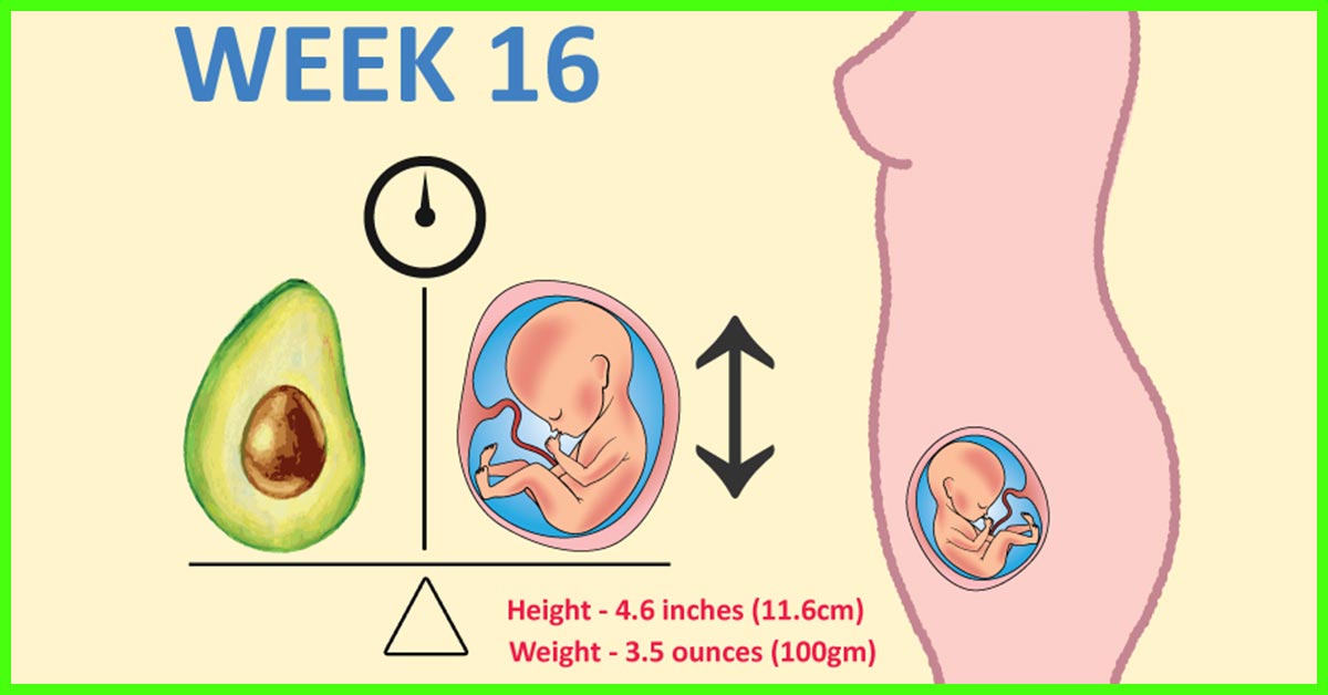 Baby Foetus Size Chart